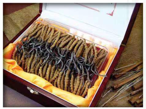 海棠冬虫夏草回收